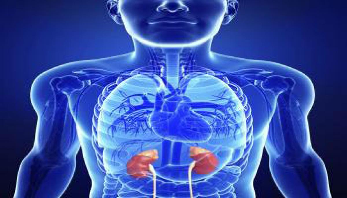 Protein that drives kidney disease severity